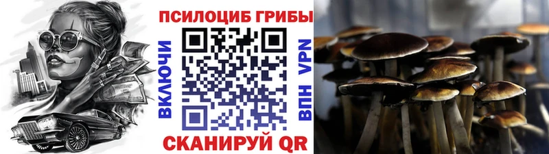 Купить  Буй  Псилоцибиновые грибы Psilocybe 